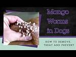 How Do Dogs Get Mango Worms? Vet Reviewed Facts