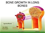 How Do Long Bones Grow?