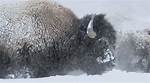 How Do Yellowstone Bison Survive Harsh Winters?