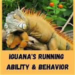 How Fast Can an Iguana Run? Facts & Faq