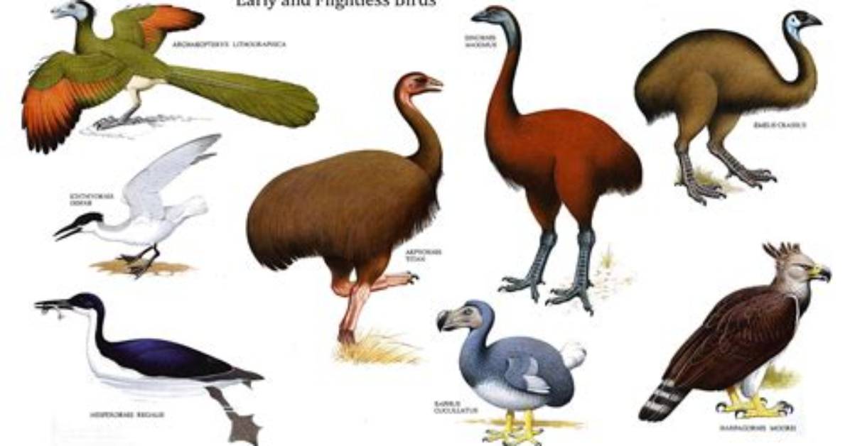 How Flightless Birds Beat the Australian Army in the Great Emu War