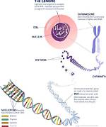 How Genomics Reshaped Our Understanding of Human Evolution
