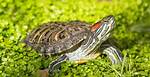 How Long Can a Red Eared Slider Go Without Water? Facts & Faqs