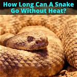 How Long Can a Snake Go Without Eating? Facts, & Faq