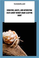 How Long Do Hermit Crabs Sleep? Duration and Timing Explained