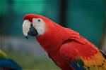 How Long Do Scarlet Macaws Live? Vet Reviewed Average Lifespan, Data & Care