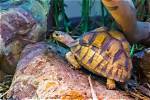 How Long Do Tortoises Live? Average Lifespan, Data & Care