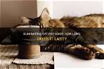 How Long Does Cat Urine Odor Last? Cleaning Tips & Why Accidents Happen