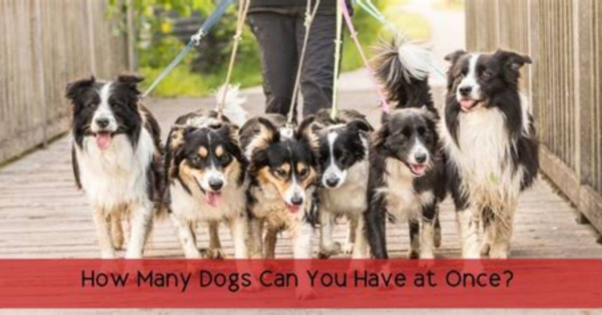 How Many Dogs Can You Have in Dupage County Illinois