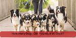How Many Dogs Can You Have in Dupage County Illinois