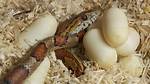 How Many Eggs Does a Snake Lay & How Many Survive?