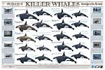 How Many Orcas Are Left in the World? Uncovering the Plight of These Majestic Creatures