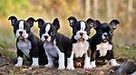 How Many Puppies Can a Boston Terrier Have at Once