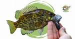 How Many Rock Bass Can You Keep in Michigan