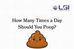 How Many Times a Day Should a Dog Poop? (Facts, & Faq)