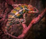 How Much Are Chameleons at Petsmart? 2024 Price Guide