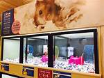 How Much Are Hamsters at Petsmart? 2024 Price Guide