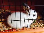 How Much Do Bunnies Cost at Petsmart: a Complete Guide to Adoption Fees and Discounts