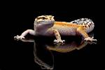 How Much Do Leopard Geckos Cost at Petsmart? (2024 Price Guide)