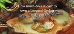 How Much Does a Leopard Gecko Cost? (2024 Price Guide)