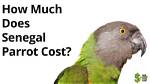 How Much Does a Senegal Parrot Cost? (2024 Price Guide)