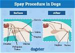 How Much Is It to Spay a Dog at Petsmart