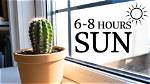 How Much Sun Does a Cactus Need?