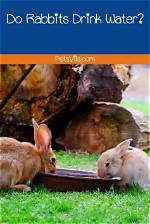 How Much Water Do Rabbits Need? Rabbit Water Consumption Reviewed