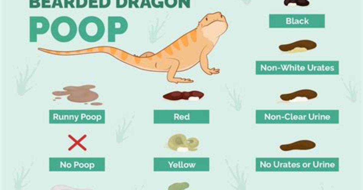How Often Should a Bearded Dragon Poop? Healthy Bowel Movements