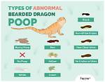 How Often Should a Bearded Dragon Poop? Healthy Bowel Movements
