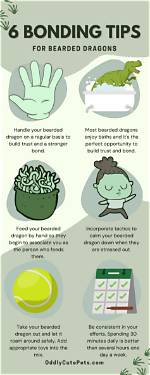 How to Bond with Your Bearded Dragon: Simple Guide | Pangovet
