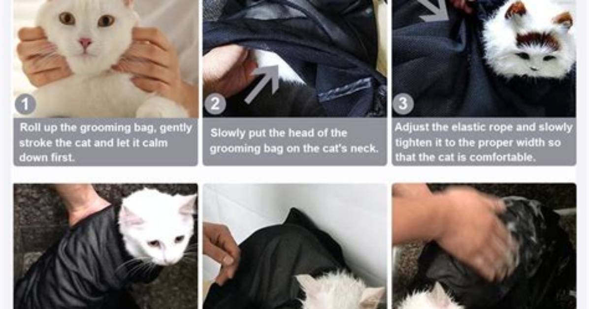 How to Calm Your Cat Before and at the Vet: 8 Proven Ways