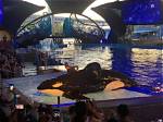 How to Cancel Seaworld Tickets San Antonio