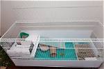 How to Cat-Proof a Guinea Pig Cage (7 Tips & Tricks) | Pangovet