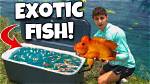 How to Catch an Exotic Fish in Destiny 2