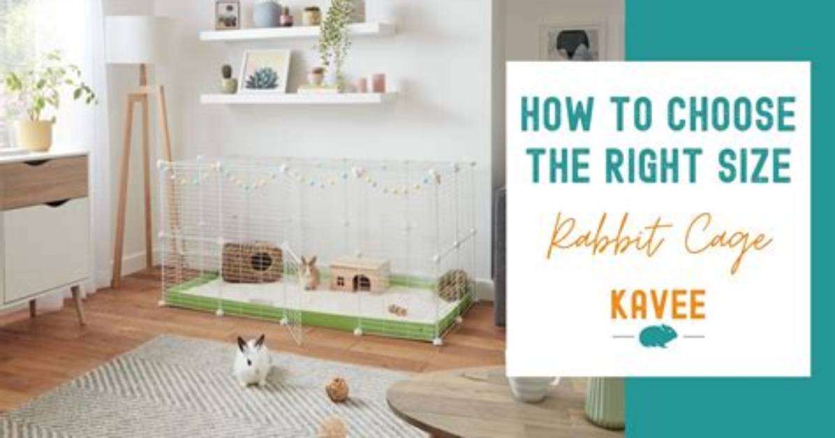 How to Choose the Right Cage Size for Cockatoos: 2024 Guide