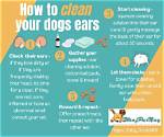 How to Clean a Dog's Ears at Home - Vet-Approved Step-by-Step Guide