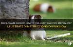 How to Find a Lost Hamster Fast (12 Tips & Tricks)