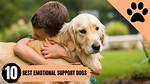 How to Get an Emotional Support Dog in 5 Simple Steps