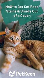How to Get Cat Poop Stains & Smells out of Carpet?