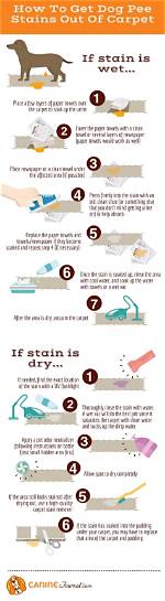 How to Get Dog Pee Smell & Stains out of Laminate Flooring