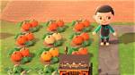 How to Get Pumpkins in Animal Crossing: New Horizons