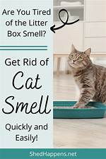 How to Get Rid of Cat Smell in the House? 10 Possible Solutions