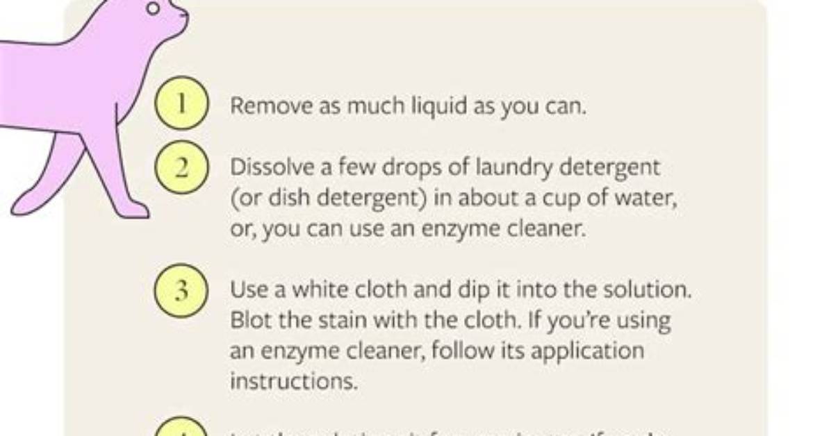 How to Get Rid of Cat Urine Smells in a Basement in 10 Easy Steps