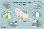 How to Get Rid of Old Cat Urine Odor (6 Easy Methods)