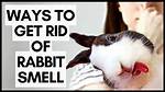 How to Get Rid of Rabbit Smell: 6 Ideas & Tips