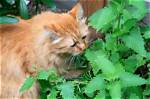 How to Give Your Cat Catnip: Vet Explained Do's, Don'ts & Faqs