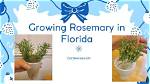 How to Grow Rosemary in Florida