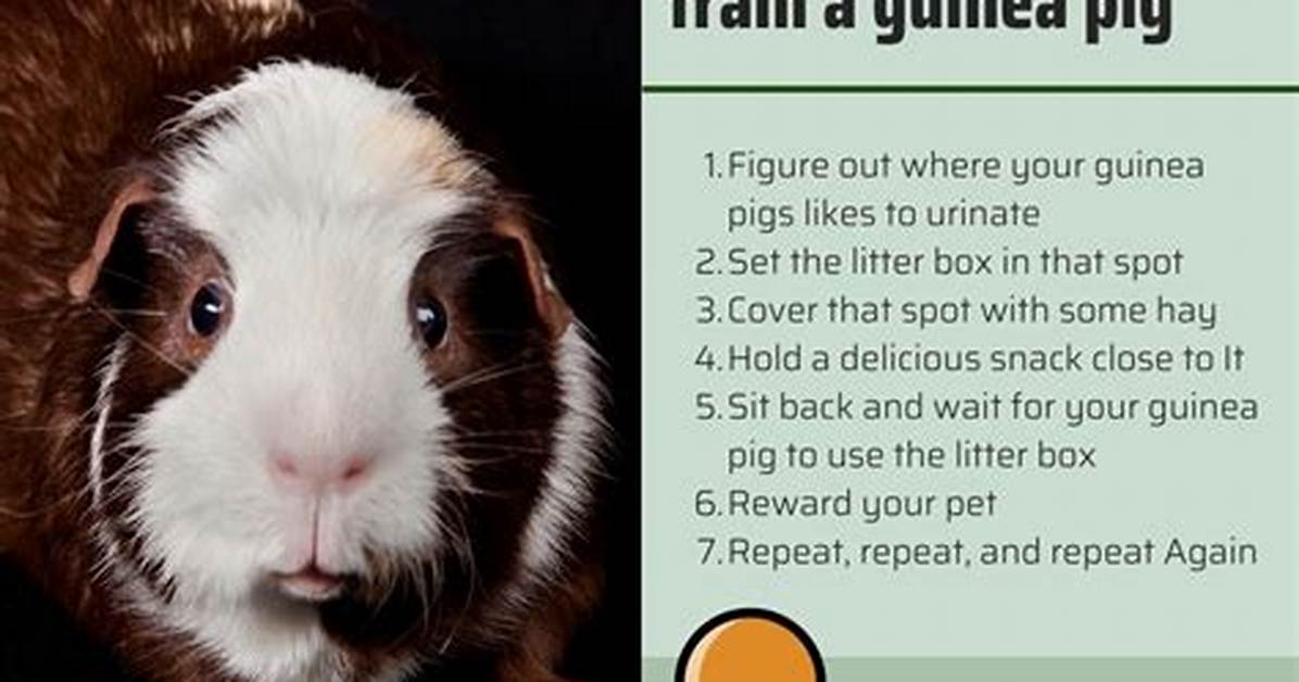 How to Potty Train Guinea Pigs: 7 Easy Steps