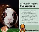 How to Potty Train Guinea Pigs: 7 Easy Steps